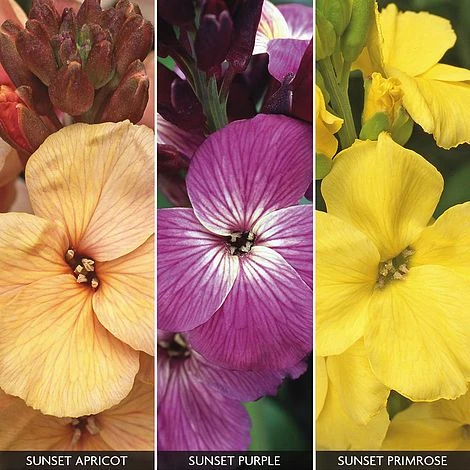 Wallflower 'Sunset Collection' 1 Wallflower 'Sunset Collection'
