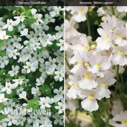 White Basket Duo Collection