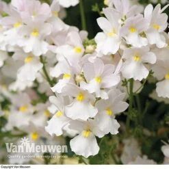 White Basket Duo Collection -Agapanthus Flowers Store WHIT V17021 C