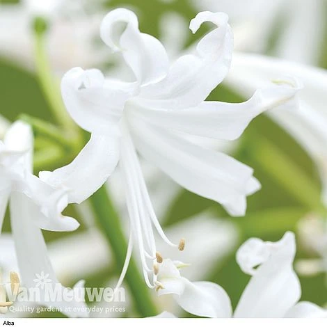 Nerine Bowdenii Collection 2 Nerine Bowdenii Collection - Image 2