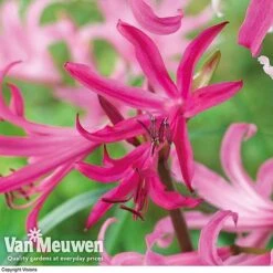 Amarine 'BellaDiva Mixed' 8 Amarine 'BellaDiva Mixed' -Agapanthus Flowers Store amar v73282 b