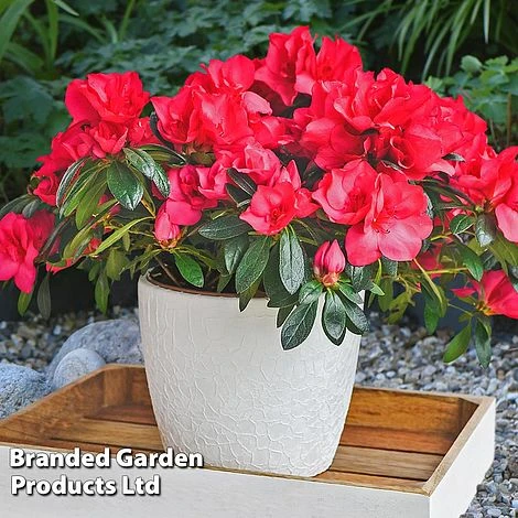 Azalea 'Dwarf Collection' 2 Azalea 'Dwarf Collection' - Image 2