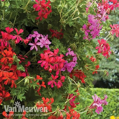 Geranium 'Balcon Mix' Pre-Planted Basket 2 Geranium 'Balcon Mix' Pre-Planted Basket - Image 2