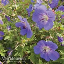 New Release 16 Geranium 'Brookside'