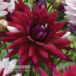 Dahlia 'Rebecca's World' 6 Dahlia 'Rebecca's World' -Agapanthus Flowers Store dahl 70042v C