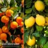 Citrus Tree Collection