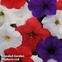 Petunia 'Easy Wave Union Jack Mix' -Agapanthus Flowers Store flag2