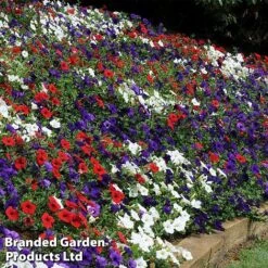 Petunia 'Easy Wave Union Jack Mix' -Agapanthus Flowers Store flag5