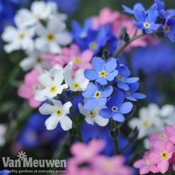 Forget-Me-Not 'Sylva Mixed' (Garden Ready) -Agapanthus Flowers Store forget 2