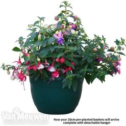 Fuchsia Trailing Pre-Planted Basket 7 Fuchsia Trailing Pre-Planted Basket -Agapanthus Flowers Store fuch vm