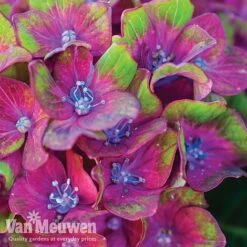 Hydrangea Macrophylla GLAM ROCK 'Horwack' -Agapanthus Flowers Store glam2