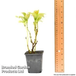 Hydrangea Macrophylla GLAM ROCK 'Horwack' -Agapanthus Flowers Store hydr