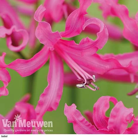 Nerine Bowdenii Collection 3 Nerine Bowdenii Collection - Image 3