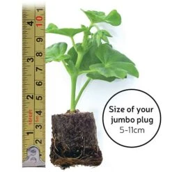 Chrysanthemum 'Incurved Mixed' -Agapanthus Flowers Store jumboplugsize35