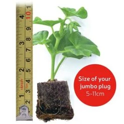 Giant Geranium Bumper Collection -Agapanthus Flowers Store jumboplugsize8