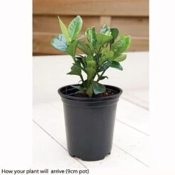 Gardenia Jasminoides 'Kleim's Hardy' 5 Gardenia Jasminoides 'Kleim's Hardy' -Agapanthus Flowers Store kleims example