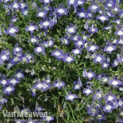 Lobelia 'Waterfall Ice Blue' -Agapanthus Flowers Store lob waterfall 2