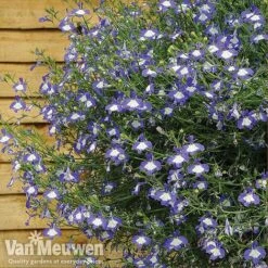 Lobelia 'Waterfall Ice Blue' -Agapanthus Flowers Store lob waterfall 4
