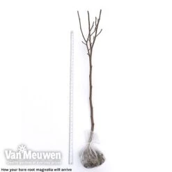 Magnolia 'Red Lucky' 10 Magnolia 'Red Lucky' -Agapanthus Flowers Store magnolia arrival