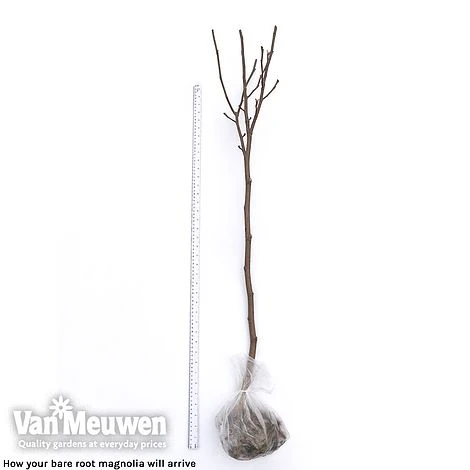 Magnolia 'Red Lucky' 5 Magnolia 'Red Lucky' - Image 5