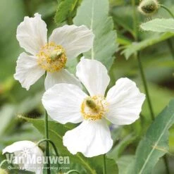 Meconopsis 'Union Jack' Collection -Agapanthus Flowers Store meco