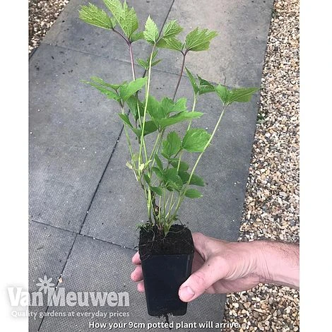 Clematis 'New Love' 6 Clematis 'New Love' - Image 6