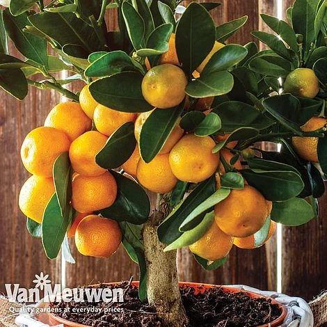 Orange Tree 2 Orange Tree - Image 2