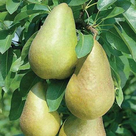 Pear Mini Conference 2 Pear Mini Conference - Image 2