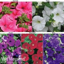 Petunia Surfinia® Collection -Agapanthus Flowers Store petu 60645 main