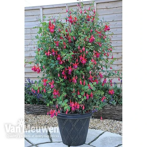 Fuchsia 'Pink Fizz' 2 Fuchsia 'Pink Fizz' - Image 2