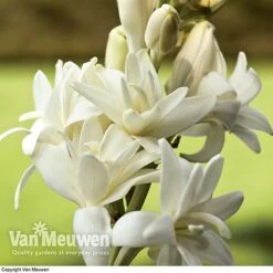 Polianthes Tuberosa 'The Pearl' -Agapanthus Flowers Store polianth tub2
