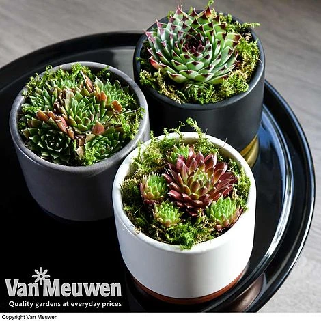 Sempervivum 'Mixed' 2 Sempervivum 'Mixed' - Image 2