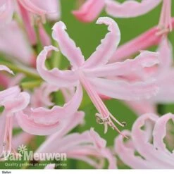 Nerine Bowdenii Collection 9 Nerine Bowdenii Collection -Agapanthus Flowers Store stefani