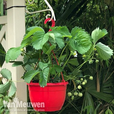 Strawberry 'Elsanta' (Pre-planted Baskets) 1 Strawberry 'Elsanta' (Pre-planted Baskets)