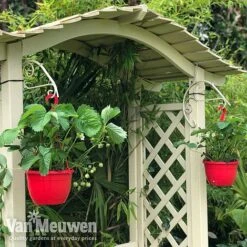 Strawberry 'Elsanta' (Pre-planted Baskets) 11 Strawberry 'Elsanta' (Pre-planted Baskets) -Agapanthus Flowers Store strawberr