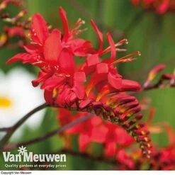 Summer Colour Bulb Collection -Agapanthus Flowers Store summer bulb V46129 e