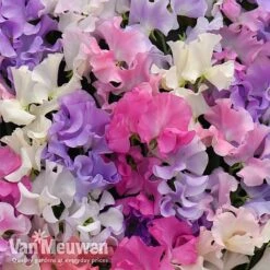 Sweet Pea 'Sweet Dreams Mixed' -Agapanthus Flowers Store sweet21