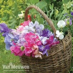 Sweet Pea 'Sweet Dreams Mixed' -Agapanthus Flowers Store sweet41