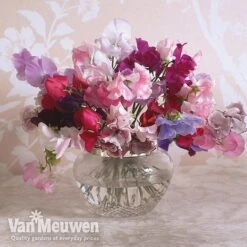 Sweet Pea 'Sweet Dreams Mixed' -Agapanthus Flowers Store sweet5