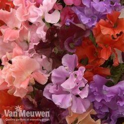 Sweet Pea 'Sweet Dreams Mixed' -Agapanthus Flowers Store sweet51