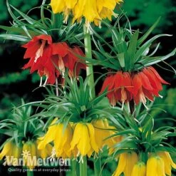 Fritillaria Imperialis 'Collection' 5 Fritillaria Imperialis 'Collection' -Agapanthus Flowers Store vfrit duo