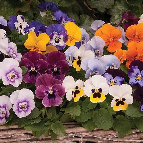 Viola 'Autumn Jewels Mixed' (Garden Ready) 3 Viola 'Autumn Jewels Mixed' (Garden Ready) - Image 3