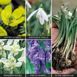 Spring Bulbs In The Green Collection -Agapanthus Flowers Store z bulb v59885 a h