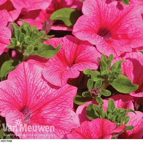 Petunia 'Surfinia' Pre-Planted Basket 4 Petunia 'Surfinia' Pre-Planted Basket - Image 4