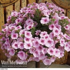 Petunia 'Surfinia' Pre-Planted Basket 11 Petunia 'Surfinia' Pre-Planted Basket -Agapanthus Flowers Store z pet3