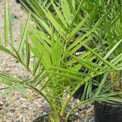 Phoenix Palm 5 Phoenix Palm -Agapanthus Flowers Store z phoenix palm2