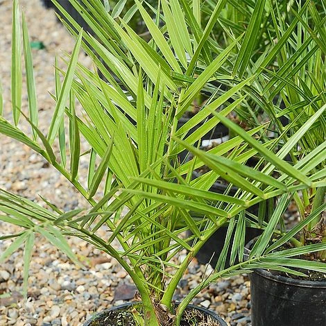 Phoenix Palm 3 Phoenix Palm - Image 3