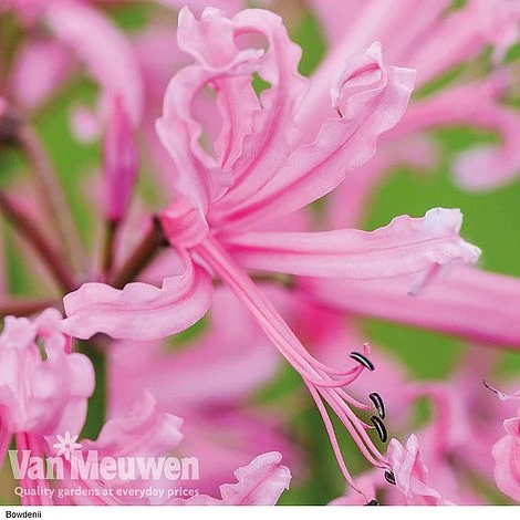 Nerine Bowdenii Collection 4 Nerine Bowdenii Collection - Image 4