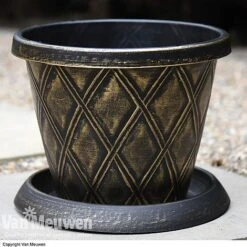 Calendula 'Power Daisy' Collection 8 Calendula 'Power Daisy' Collection -Agapanthus Flowers Store z sund v56706 a1