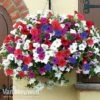 Petunia Surfinia® Collection